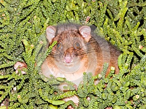 Red-necked Pademelon in Queensland Australia