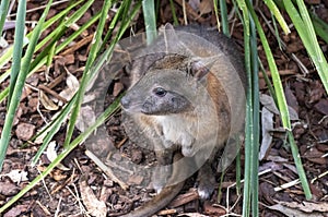 A Red-necked Pademelon (Thylogale thetis) â€“ juvenile