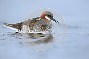 The red necked phalarop Phalaropus lobatus