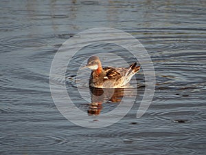 Red- necked phalarope