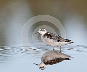 Red-necked phalarope