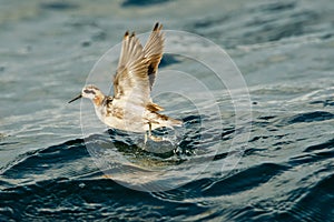 Red Necked Phalarope