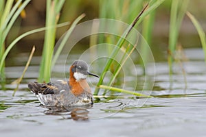 Red-necked phalarope