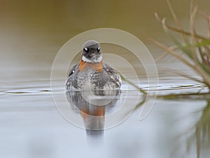 Red necked Phalarope