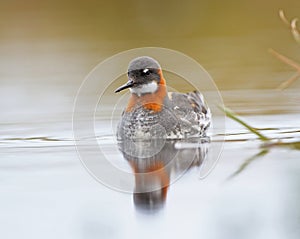 Red necked Phalarope