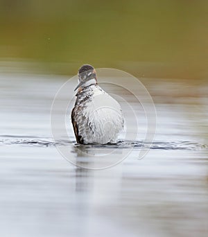 Red necked Phalarope