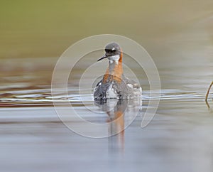 Red necked Phalarope