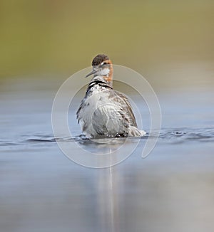 Red necked Phalarope