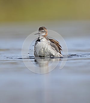 Red necked Phalarope