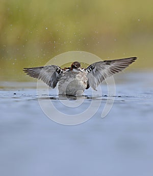 Red necked Phalarope