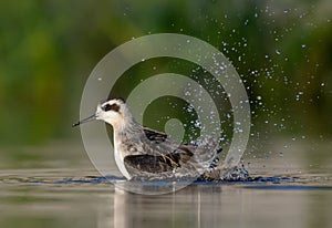 Red-necked phalarope bathing with a lot of splashes and drops