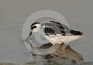 Red-necked phalarope eating fish at Asker Marsh, Bahrain photo