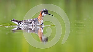 Red-necked phalarope floating on water in springtime