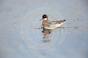 Red-necked phalarope on lake