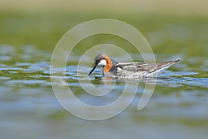 Red-necked phalarope Phalaropus lobatus