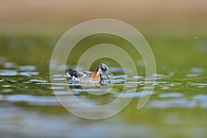 Red-necked phalarope Phalaropus lobatus