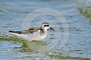 Red-necked phalarope Phalaropus lobatus