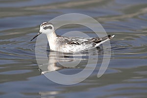 Red-necked Phalarope (Phalaropus lobatus)