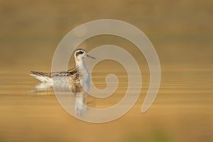 Red-necked Phalarope - Phalaropus lobatus