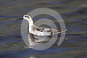 Red-necked Phalarope Phalaropus lobatus