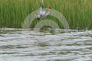 red-necked phalarope (Phalaropus lobatus)  Iceland