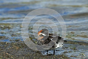 red-necked phalarope (Phalaropus lobatus)  Iceland