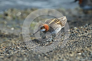 red-necked phalarope (Phalaropus lobatus)  Iceland