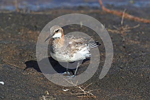 Red-necked phalarope Phalaropus lobatus  Iceland