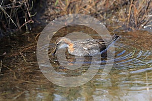 Red-necked phalarope Phalaropus lobatus  Iceland