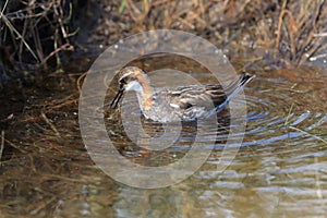 Red-necked phalarope Phalaropus lobatus  Iceland