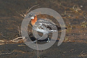 Red-necked phalarope Phalaropus lobatus  Iceland