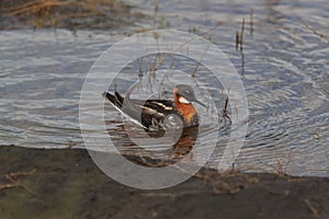 Red-necked phalarope Phalaropus lobatus  Iceland