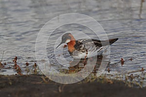 Red-necked phalarope Phalaropus lobatus  Iceland