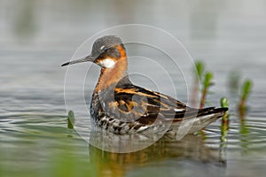 Red-necked Phalarope - Phalaropus lobatus at morning from Varanger with blue background