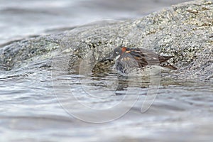 Red-necked phalarope, Phalaropus lobatus resting calmly photo