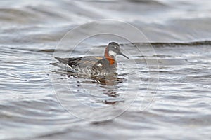 Red-necked phalarope, Phalaropus lobatus swimming in a little pond photo