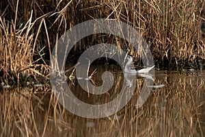 Red-necked phalarope with reflecton on water at Asker Marsh, Bahrain photo