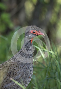 Red necked Spurfowl, Francolinus afer, Kenya