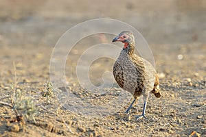 Red-necked Spurfowl full length