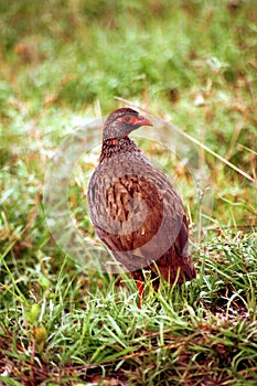 Red-necked spurfowl, Maasai Mara Game Reserve, Kenya