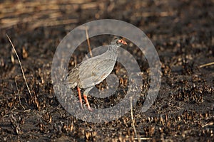 Red-necked spurfowl