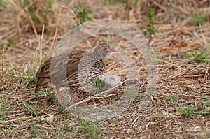 Red-necked Spurfowl in Tanzania