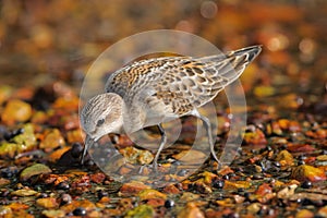 Red-necked Stint