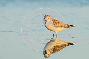 Red-necked Stint