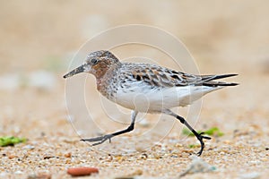 Red-necked Stint