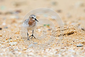 Red-necked Stint