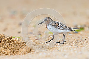 Red-necked Stint