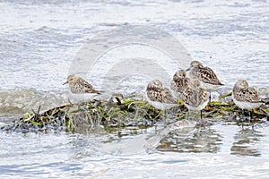 Red necked Stint bird