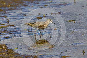 Red-necked Stint in a lotus root field