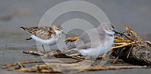 Red Necked Stint in New Zealand